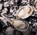 Australian Oysters - Coffin Bay Oysters - Live & Fresh Oysters in Singapore - Avant Marketplace