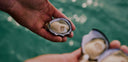 Coffin Bay Oysters from Australia - Live & Fresh Seafood in Singapore - Oysters Distributor in Singapore - Avant Marketplace