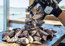 Coffin Bay Oysters in Singapore - Australia Oyster - Live & Fresh Oysters