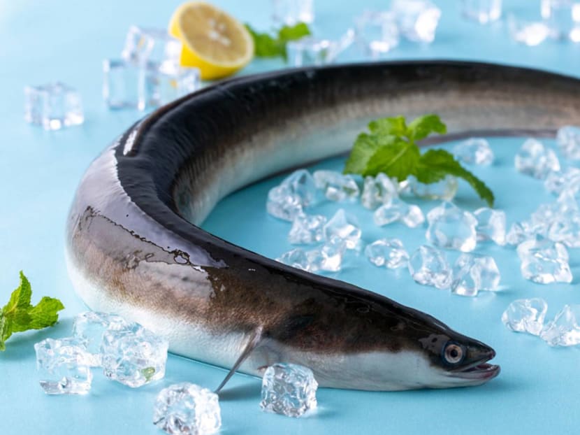 Moray Eel Fish Market Where To Buy Live Eels Near Me Buy Whole