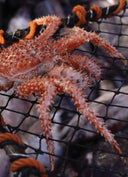 New Zealand King Crab Singapore - Avant Marketplace