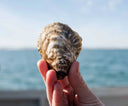USA Pacific Beach Oysters - Live & Fresh Oysters in Singapore -Oyster Wholesaler Singapore - Avant Marketplace