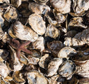 USA Pacific Beach Oysters - Live & Fresh Oysters in Singapore - Avant Marketplace