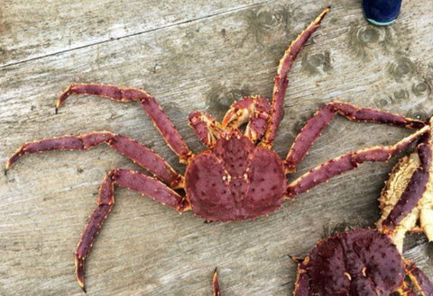 Live vs Frozen King Crab: Size, Taste & Texture Guide | Avant Marketplace Singapore
