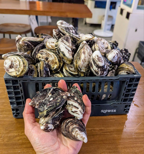 How to Spot Fresh Oysters: The Complete Guide Every Seafood Lover Should Know