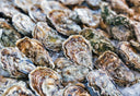 Oyster Guide: Understanding the Different Types of Oysters in Singapore