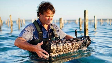 Expert Live Oyster Sourcing & Supply in Singapore | Avant Marketplace