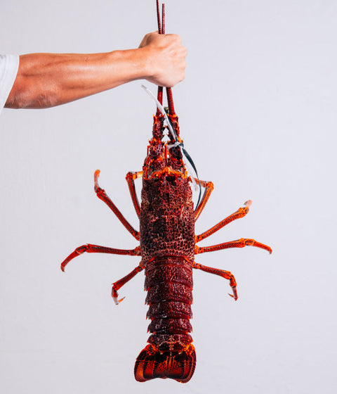 Live Lobster Collection | Avant Seafood Marketplace Singapore