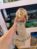 Live Prawns Collection | Avant Seafood Marketplace Singapore