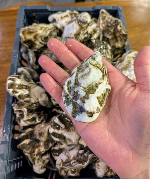 Live Oysters | Live & Fresh Shellfish | Avant Seafood Marketplace