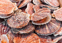 Mollusks | Fresh Oysters, Clams & More | Avant Seafood Marketplace