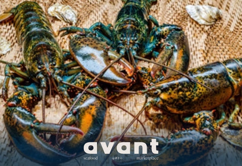 Live Crustaceans | Live Lobster & Prawns | Avant Seafood Marketplace Singapore