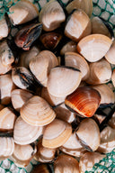 Live Clams Collection | Avant Seafood Marketplace Singapore