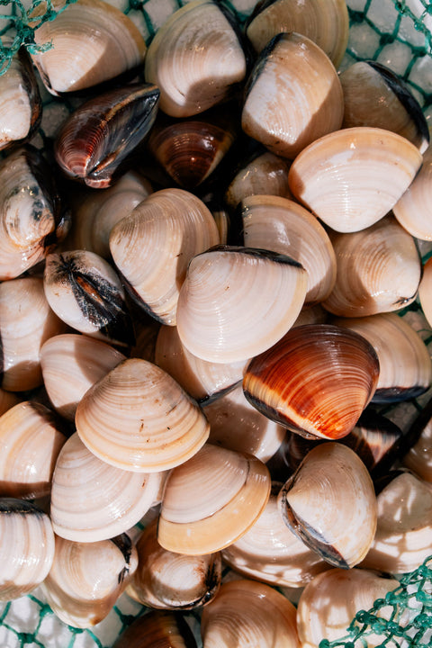 Live Clams Collection | Avant Seafood Marketplace Singapore