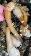 Live Japanese Geoduck