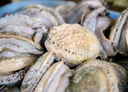 Abagold South African Abalone Since 1995 - Avant Marketplace Singapore