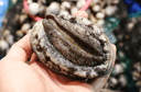 Live Korean Abalone 韩国活鲍鱼