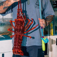 Australia Live Rock Lobsters - Avant Seafood Marketplace
