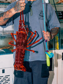 Australia Live Rock Lobsters - Avant Seafood Marketplace