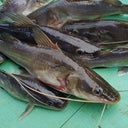 Baung Merah 活 红尾白须公 - Live & Seasonal Fish | Avant Seafood Marketplace Singapore