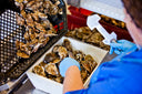 BeauSoleil Canadian Oysters -Sustainable Oyster Farming - Live & Fresh Oysters Singapore - Avant Marketplace Singapore
