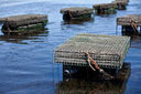 BeauSoleil Canadian Oysters Farm - Live & Fresh Oysters in Singapore - Avant Marketplace Singapore
