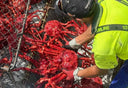 Deep Sea New Zealand King Crab in Singapore