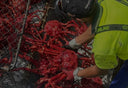 Deep Sea New Zealand Giant Crab in Singapore - Avant Seafood Marketplace