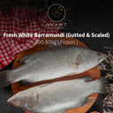 Fresh White Barramundi (Gutted & Scaled) 600-800g - Processed & Frozen Seafood Singapore - Avant Seafood Marketplace
