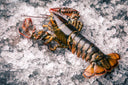 Frozen Boston Lobster in Singapore - Premium Frozen Seafood at Avant Marketplace