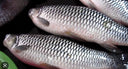Jelewat 活 白苏丹 ( Seasonal ) - Premium Wild-Caught Malaysian Snapper - Live & Seasonal Fish | Avant Seafood Marketplace Singapore