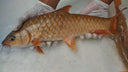Kelah Merah | Premium Wild-Caught Malaysian Red Snapper 活 红吉罗 | Live & Seasonal Fish | Avant Seafood Marketplace Singapore