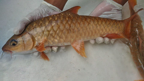 Kelah Merah | Premium Wild-Caught Malaysian Red Snapper 活 红吉罗 | Live & Seasonal Fish | Avant Seafood Marketplace Singapore