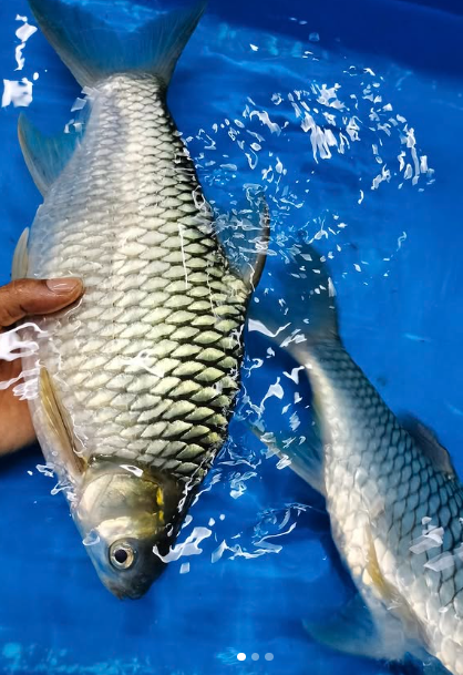 Krai Fish | Premium Wild-Caught Malaysian Grouper 活 吉来 | Live & Seasonal Seafood | Avant Marketplace Singapore