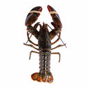 USA Live Boston Lobster (450-650g/pcs)
