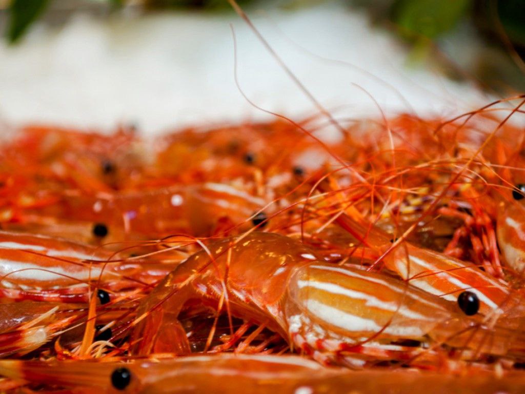 Canadian Shellfish Live Canadian Spot Prawns/Botan Ebi | Seasonal Shellfish | Avant ...