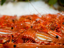 Live Canadian Spot PrawnsBotan Ebi - Live & Premium Seafood Singapore