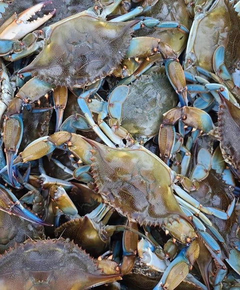Live Indonesian Blue Flower Crab XL (Seasonal) - Live Seafood Singapore - Avant Marketplace