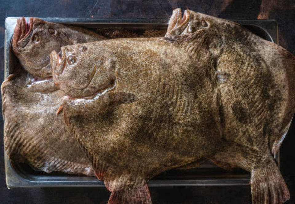 Live Korean Turbot | Seasonal Fish | Avant Seafood Marketplace Singapore