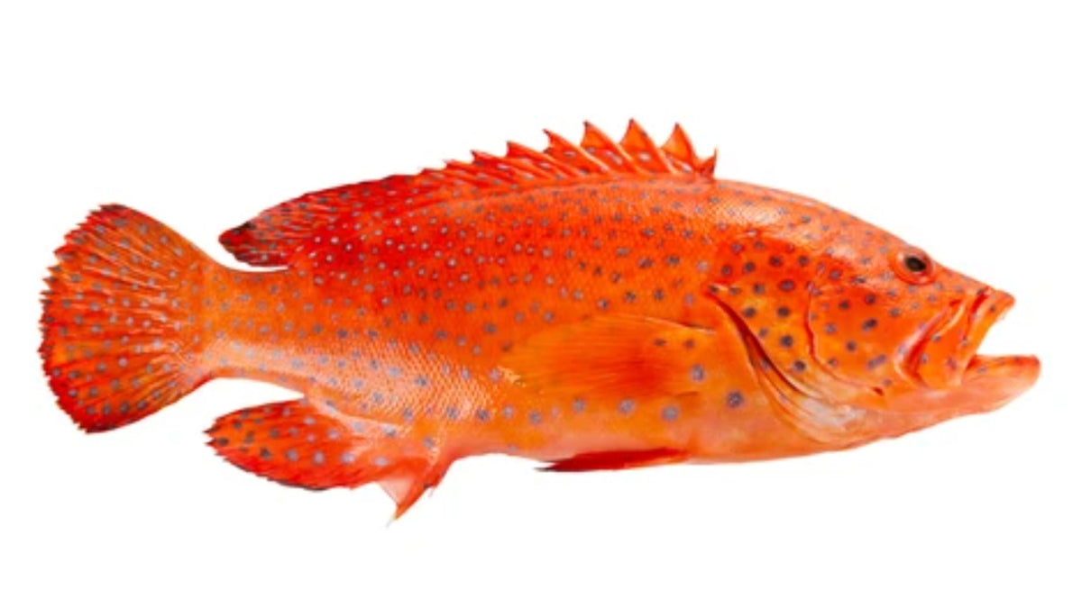 Philippines Live Red Grouper (800g-1kg) | Live Fish | Avant Seafood Market