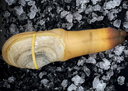 Live Alaskan Sichuan Geoduck | Seasonal Seafood | Avant Seafood Marketplace Singapore 活 阿拉斯加 西川象拔蚌