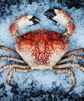 Live Australian King Crab | Seasonal Shellfish | Avant Seafood Marketplace 活 澳洲 皇帝蟹