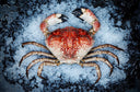 Live Australian King Crab | Seasonal Shellfish | Avant Seafood Marketplace 活 澳洲 皇帝蟹