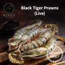 Live Black Tiger Prawns - Live Seafood - Avant Marketplace