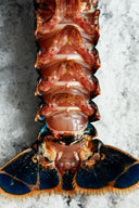 Salt Works Seafood Boil | Live Boston Lobsters | Avant Fine Foods Market Place Singapore
