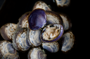 Salt Works Seafood Boil | Live Canadian Savory Clams | Avant Fine Foods Market Place Singapore