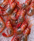 Live Canadian Spot Prawns/Botan Ebi | Seasonal Shellfish | Avant Seafood Marketplace Singapore 活 加拿大牡丹虾