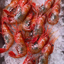 Live Canadian Spot Prawns/Botan Ebi | Seasonal Shellfish | Avant Seafood Marketplace Singapore 活 加拿大牡丹虾
