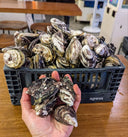 Live Coffin Bay Oyster | Australian Oysters | Avant Seafood Marketplace Singapore