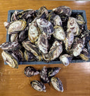 Live Coffin Bay Oyster | Premium South Australian Oysters | Avant